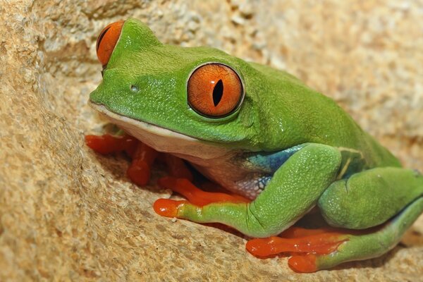 Rana verde con ojos anaranjados