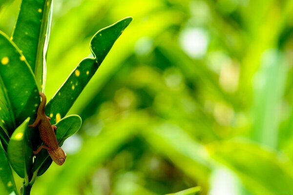 Natur kleiner Gecko grüne Blätter Strauch