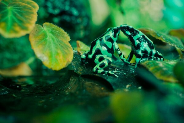 Belle grenouille dans un environnement naturel