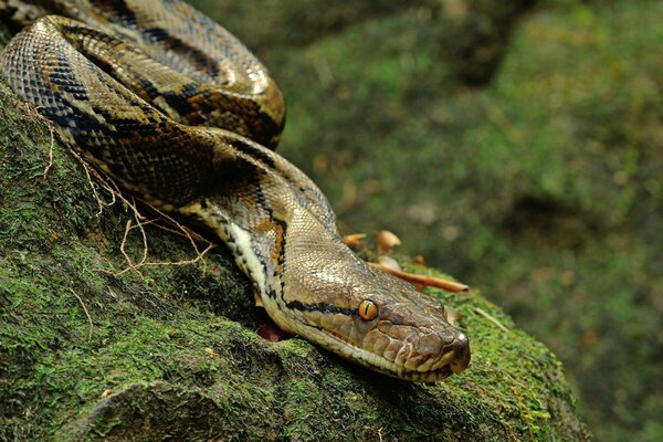 Cobra rastejante na natureza