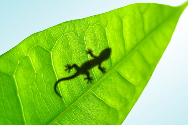 Reptil. Lagarto en una hoja verde