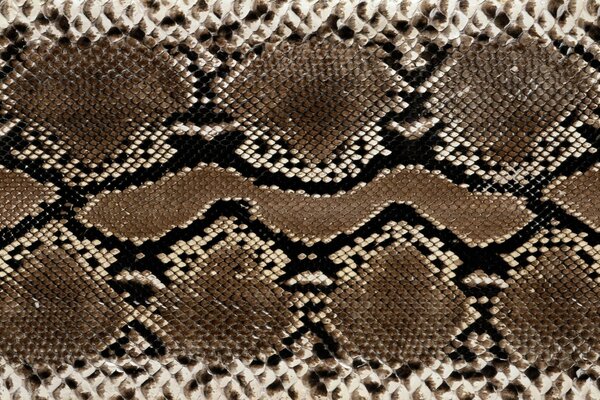 Reptiles and frogs. Snake Skin