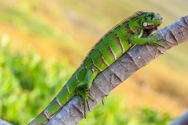 Lagarto en la naturaleza en vacaciones