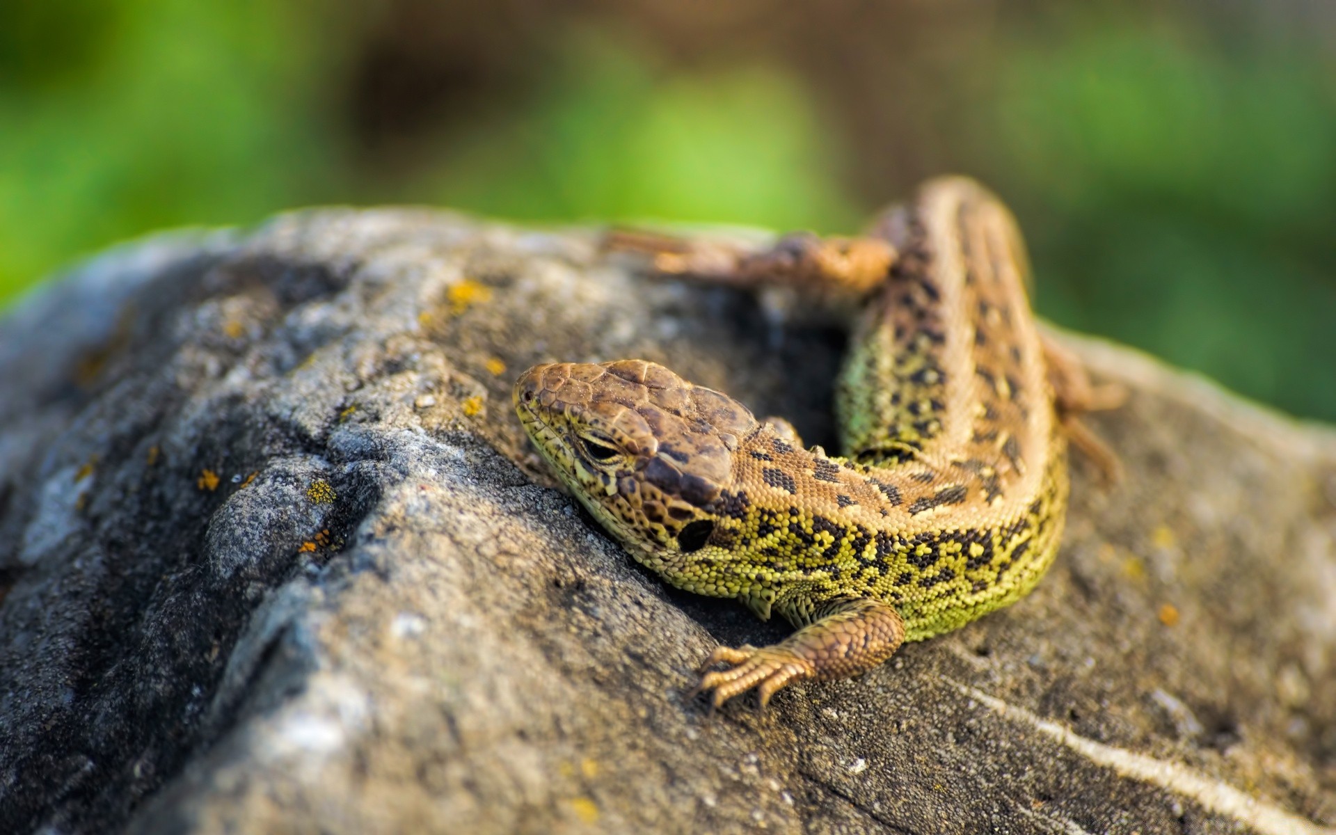 rettili e rane natura gazoo lucertola animale all aperto fauna selvatica selvaggio piccolo