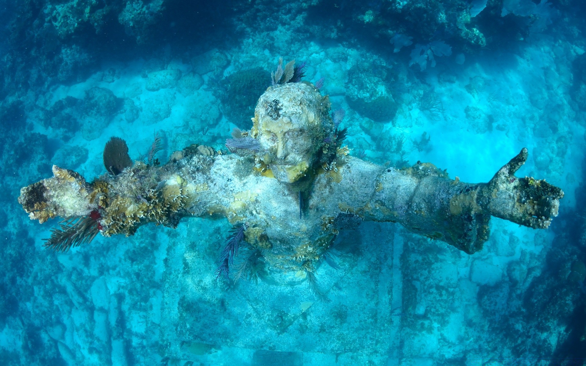 animais marinhos subaquático coral recife peixes mar oceano água ecossistemas submarino mergulho meio ambiente mergulho