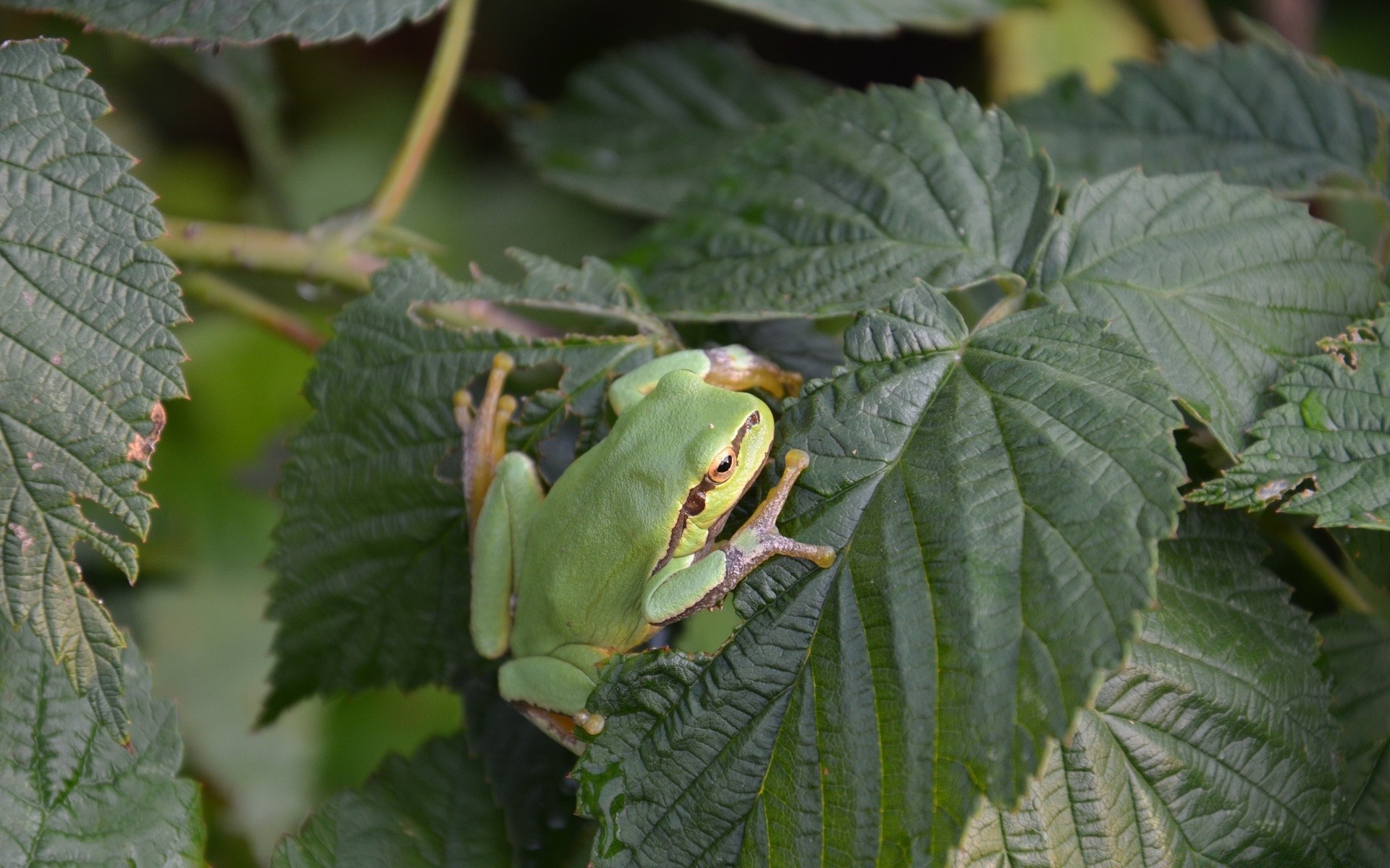 reptiles and frogs leaf frog nature wildlife outdoors amphibian tree flora environment color close-up rain