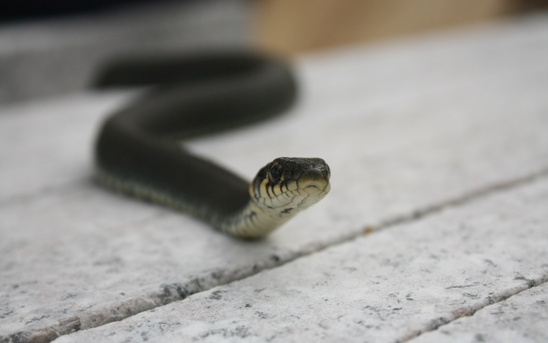 répteis e rãs cobra réptil borrão vida selvagem natureza sozinho luz do dia animal ao ar livre biologia