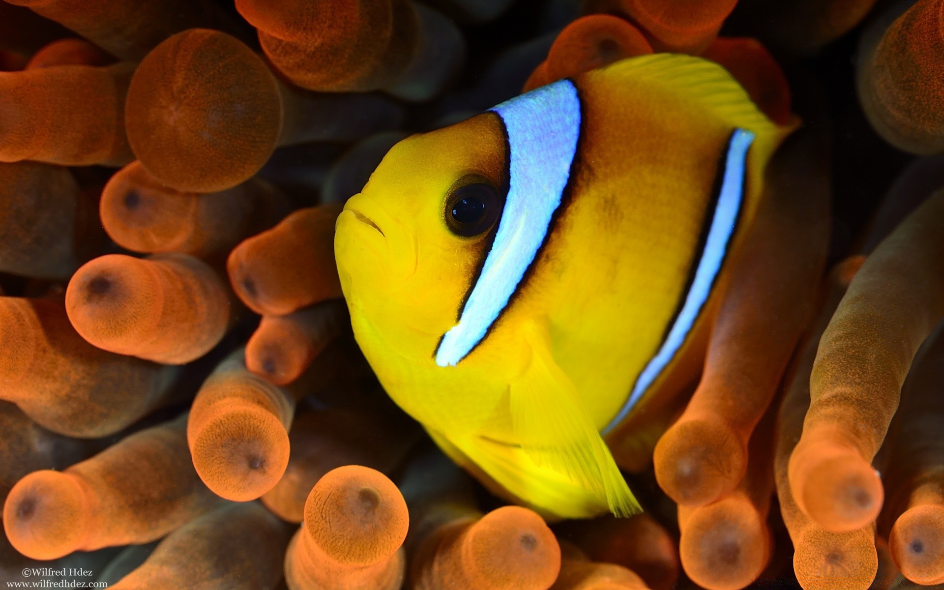 海洋动物 水下 鱼 野生动物 无脊椎动物 水族馆 游泳 珊瑚 热带 颜色 水