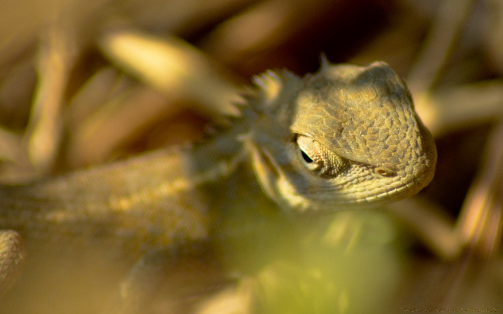 reptilien und frösche natur tier tierwelt gazoo desktop im freien schließen