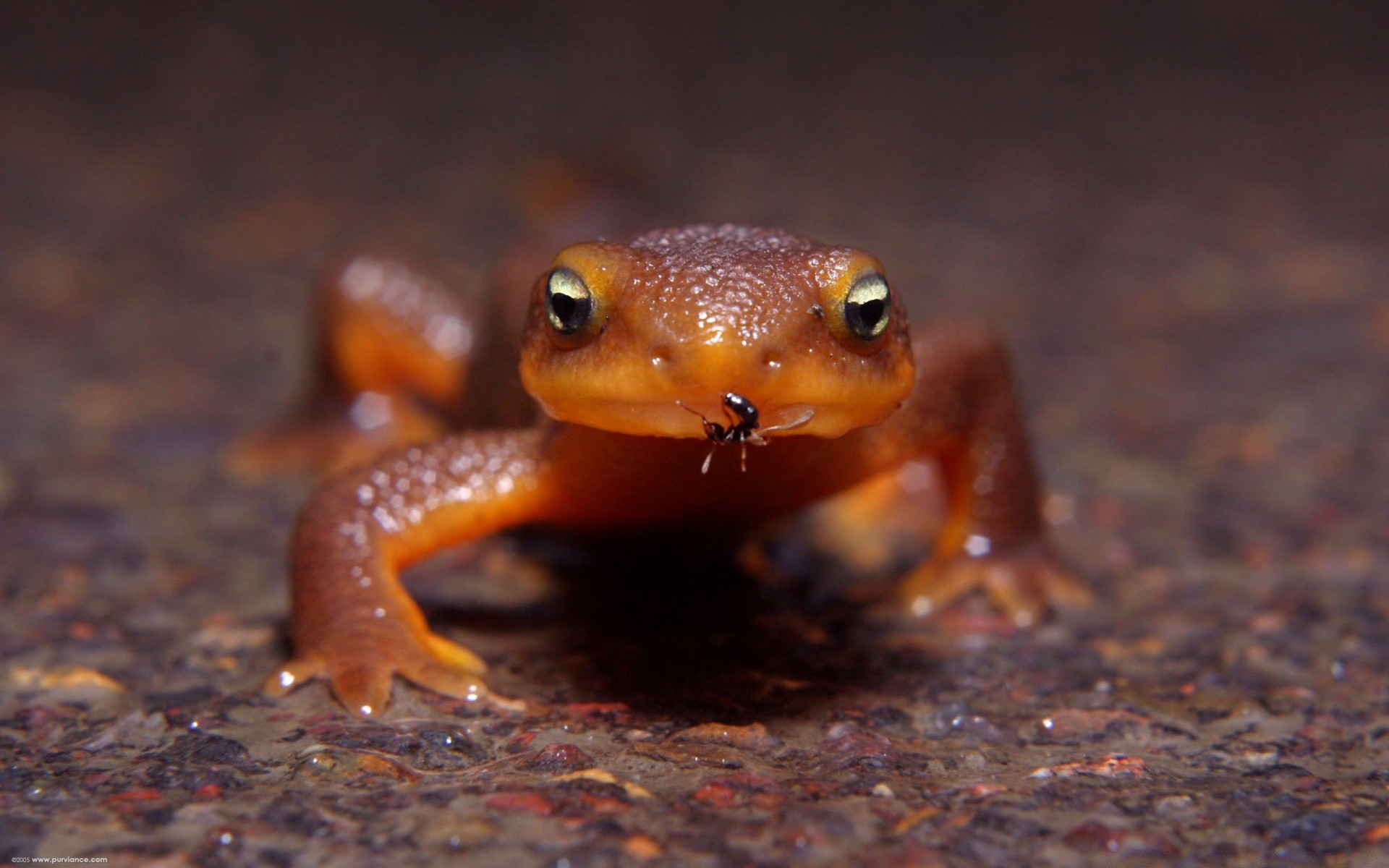 répteis e rãs sapo anfíbios vida selvagem vista lateral lagarto invertebrados luz do dia animal água sozinho natureza