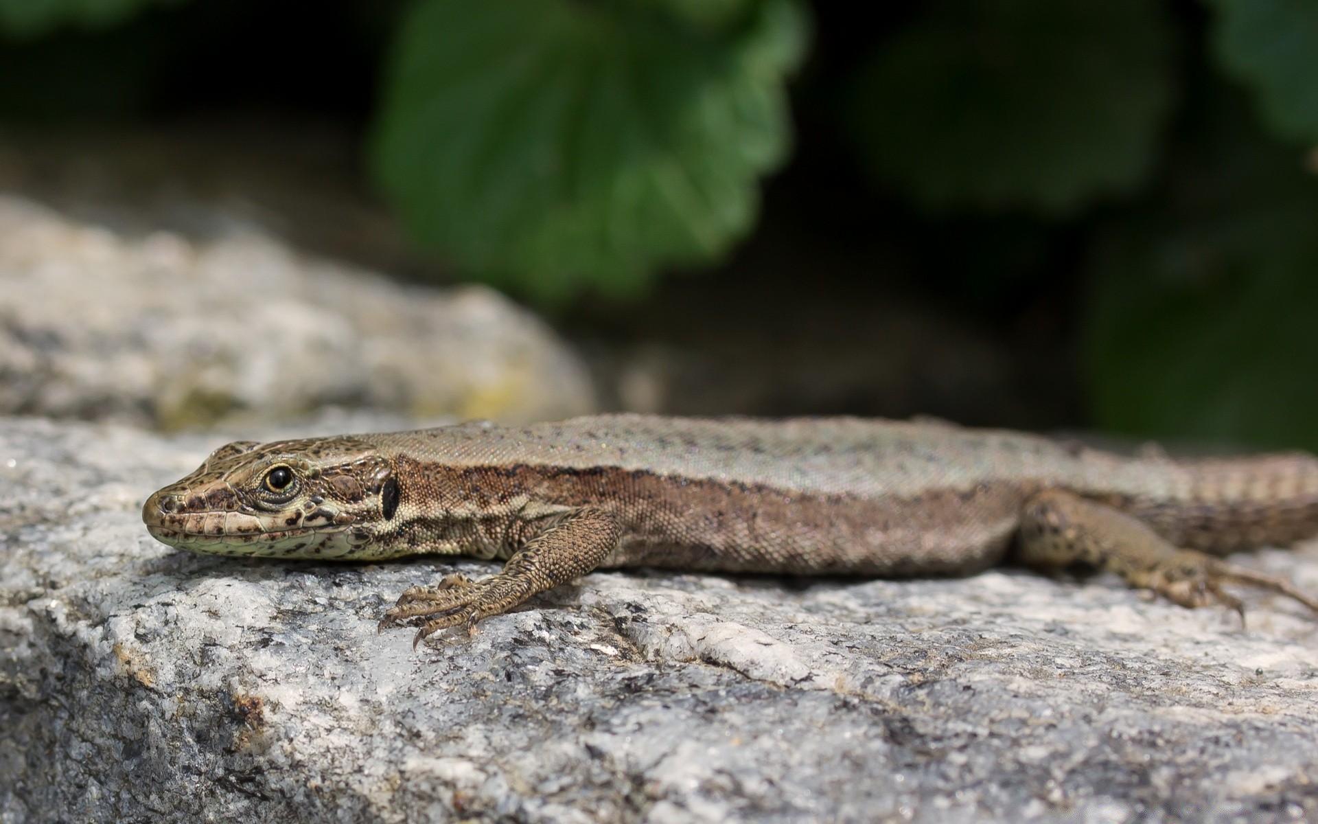 sürüngenler ve kurbağalar gazoo kertenkele yaban hayatı doğa hayvan açık havada vahşi yakın çekim cilt bir yılan egzotik gecko biyoloji zooloji ölçek gün ışığı ejderha portre