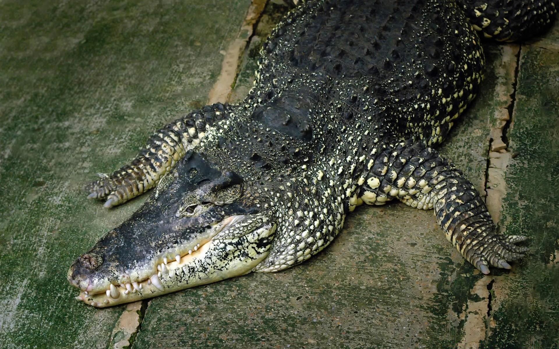 reptilien und frösche krokodil gazoo alligator tierwelt natur gefahr raubtier zoo wild zähne tier everglades wasser tropisch porträt park