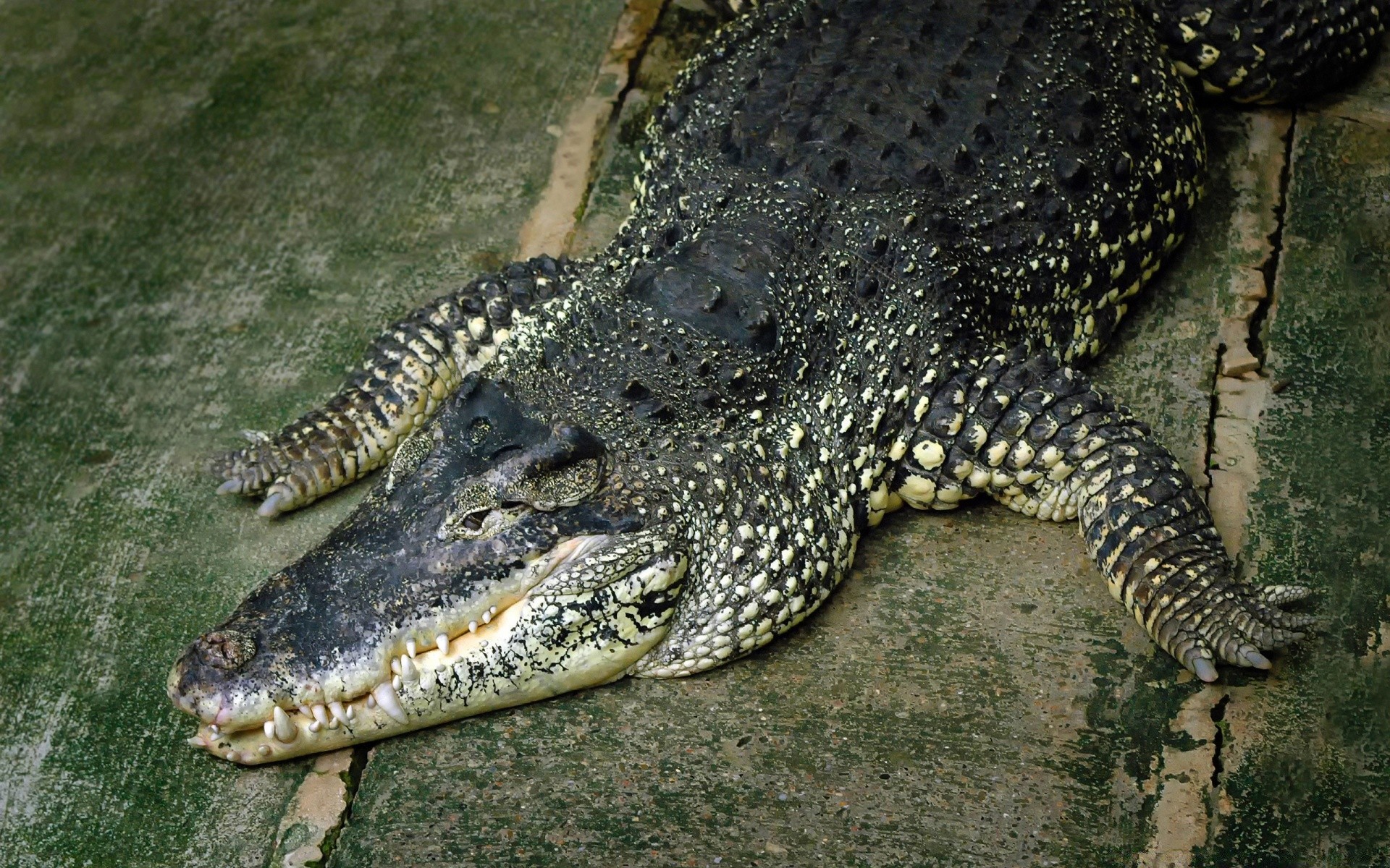 рептилии и лягушки крокодил гадина аллигатор дикой природы природа опасность хищник зоопарк дикий зубы животное эверглейдс воды тропический портрет парк