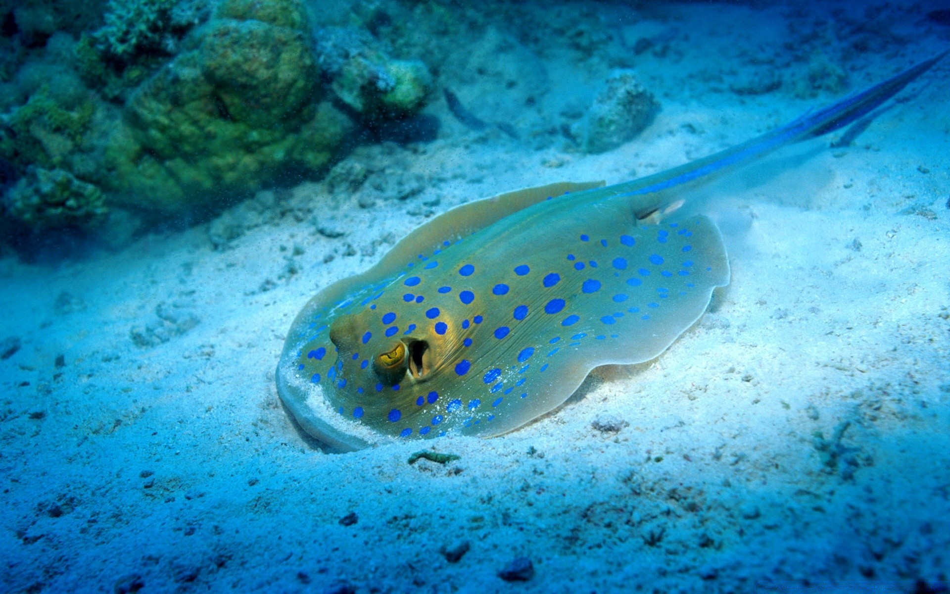 zwierzęta morskie podwodne ryby ocean koral morze woda tropikalna rafa bezkręgowce nurkowanie pływanie snorkeling podróże natura