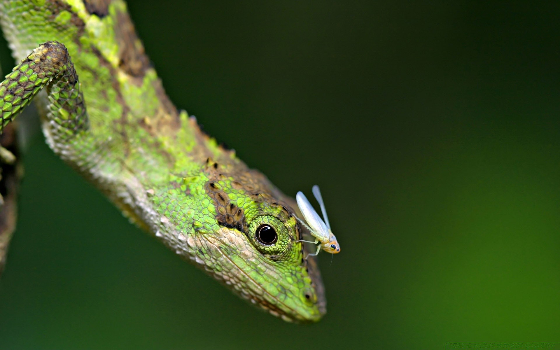 reptiles y ranas vida silvestre naturaleza animal gazoo lagarto al aire libre hoja insecto árbol pequeño camuflaje madera salvaje camaleón dragón vista lateral