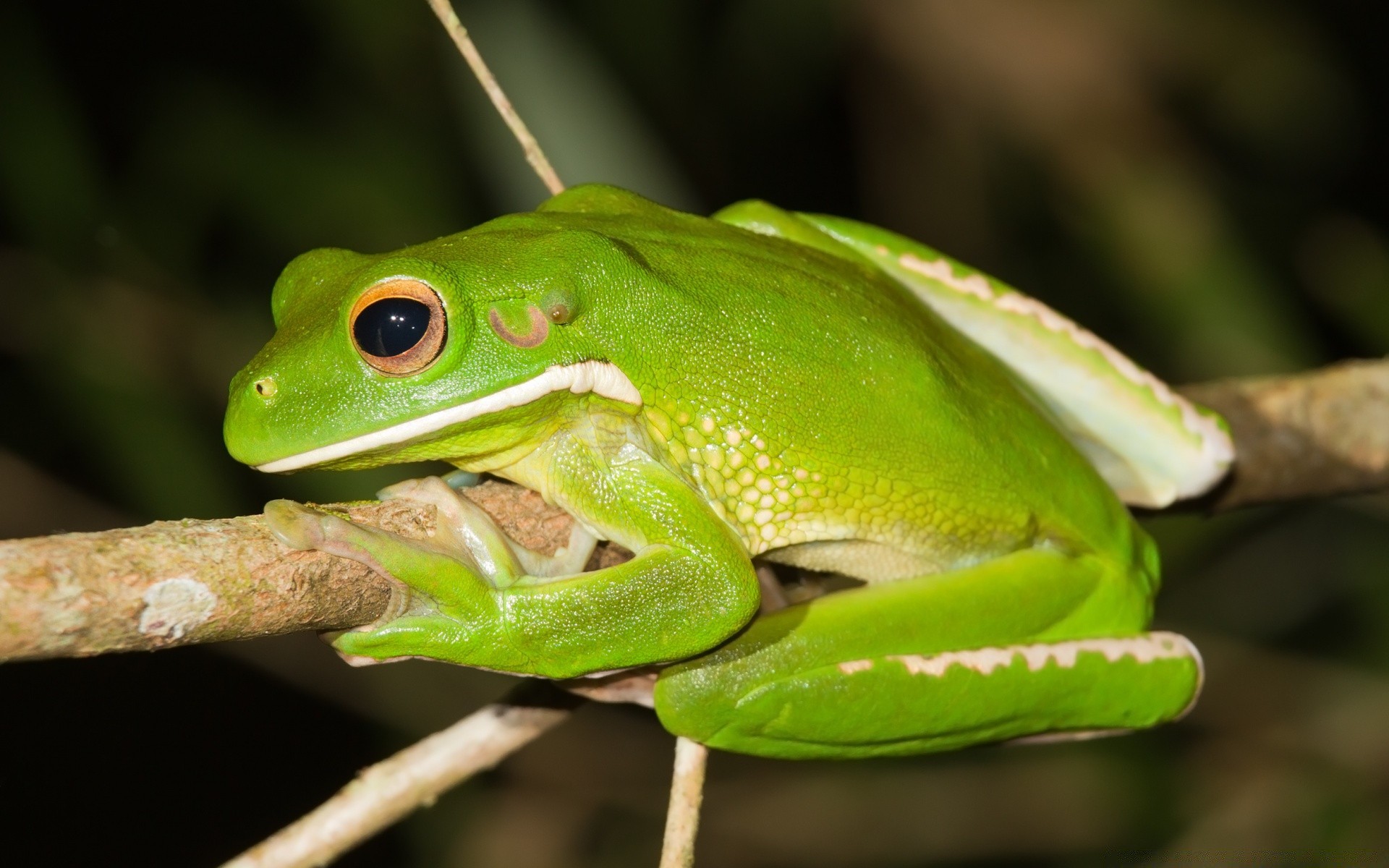 reptilien und frösche frosch amphibien tierwelt blatt regenwald natur regen tier im freien tropisch informationen hyla