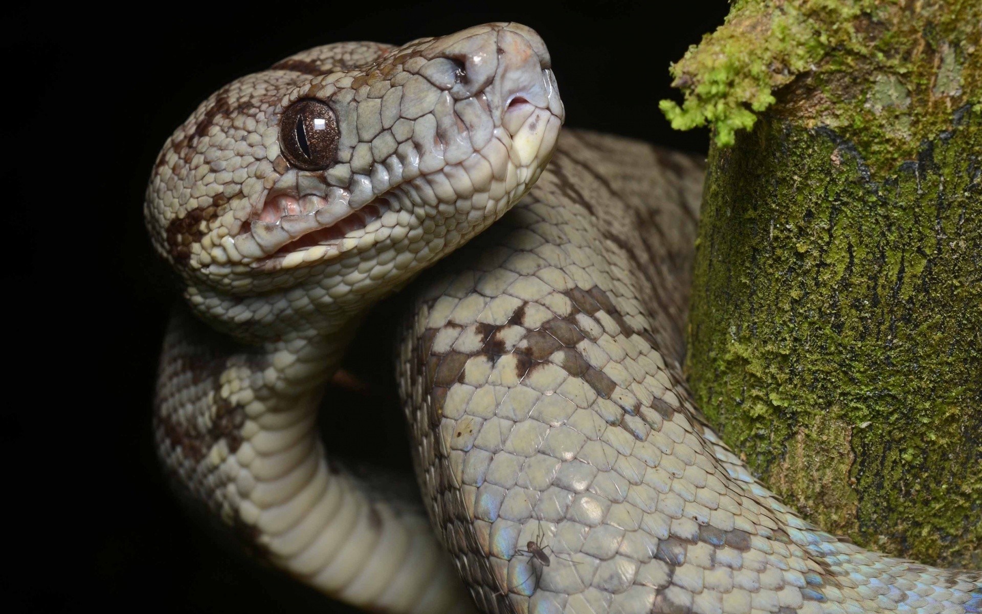 reptilien und frösche schlange gazoo tierwelt boa python tier natur vene gift gefahr raubtier tödlich zoologie viper exotisch aggression skala herpetologie klapperschlange haustier