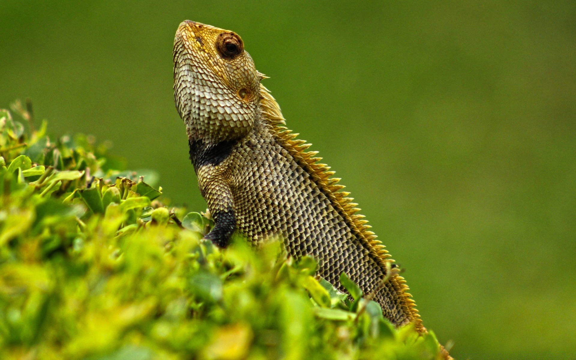 rettili e rane gazoo lucertola fauna selvatica drago natura animale all aperto camaleonte singolo selvaggio