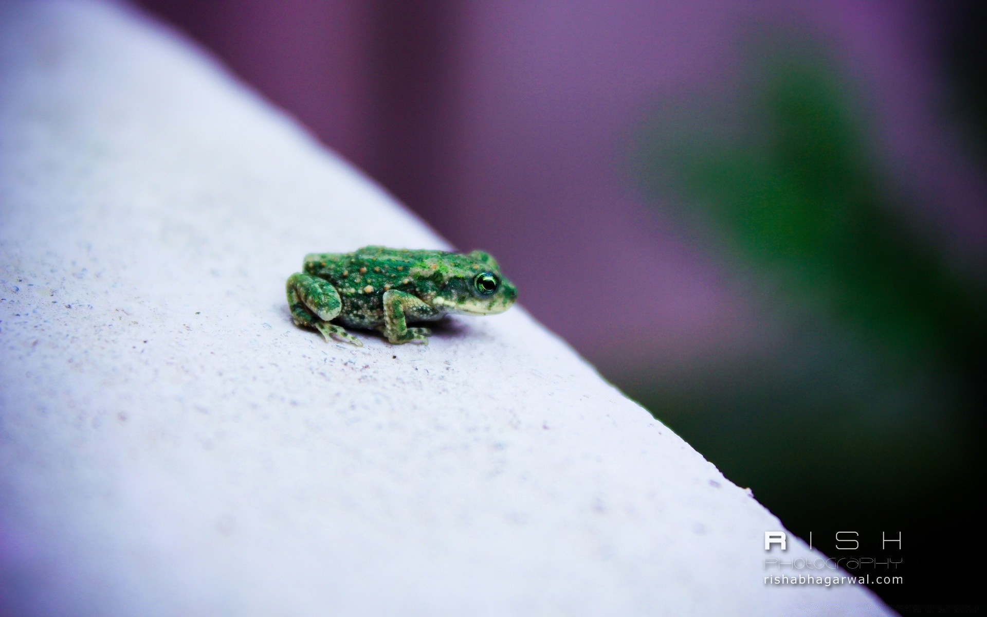 reptilien und frösche frosch amphibien wildtiere natur im freien horizontal blatt wenig ökologie unschärfe