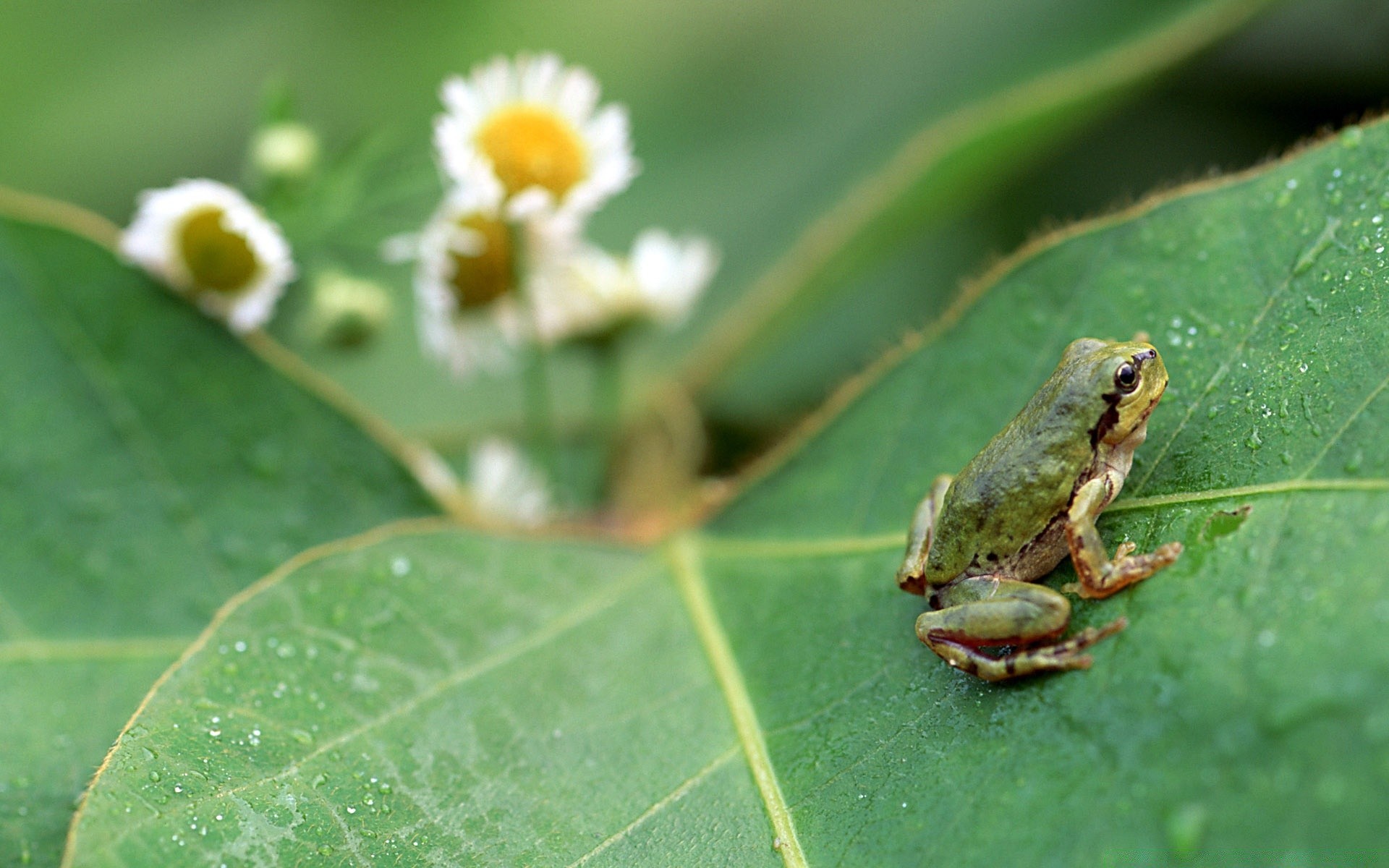 reptiles et grenouilles grenouille nature feuille faune amphibien à l extérieur environnement animal flore arbre petit