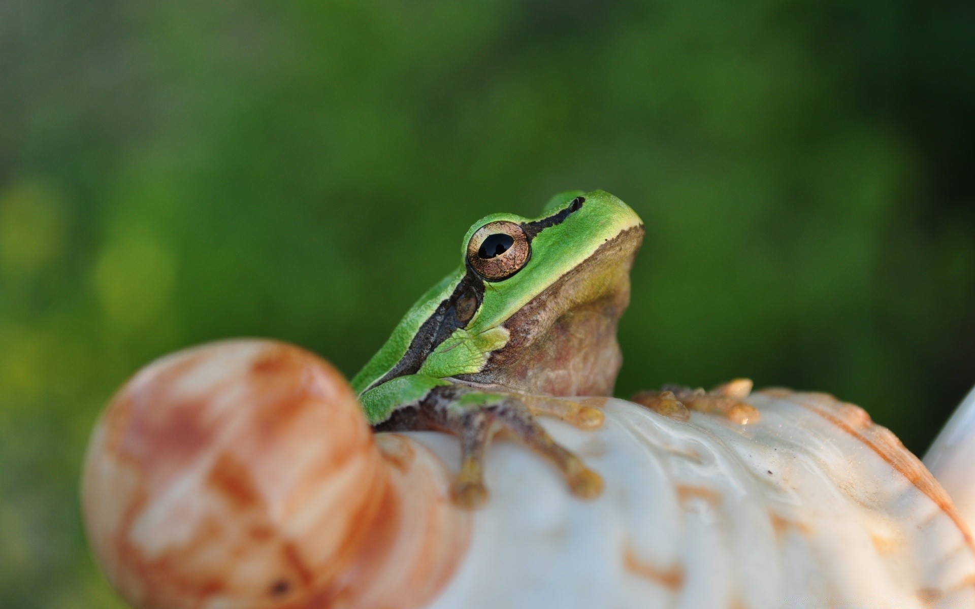 reptilien und frösche frosch natur tierwelt amphibien im freien tier blatt