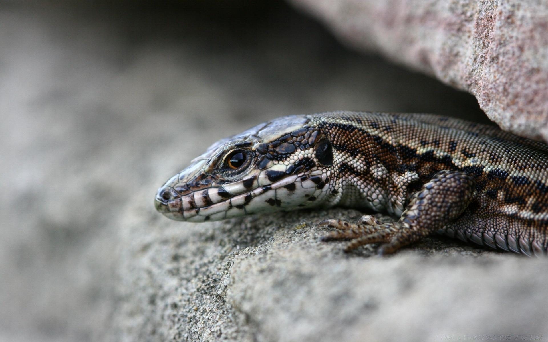 gady i żaby gadzina jaszczurka natura dzika przyroda jeden smok zwierzę na zewnątrz zbliżenie