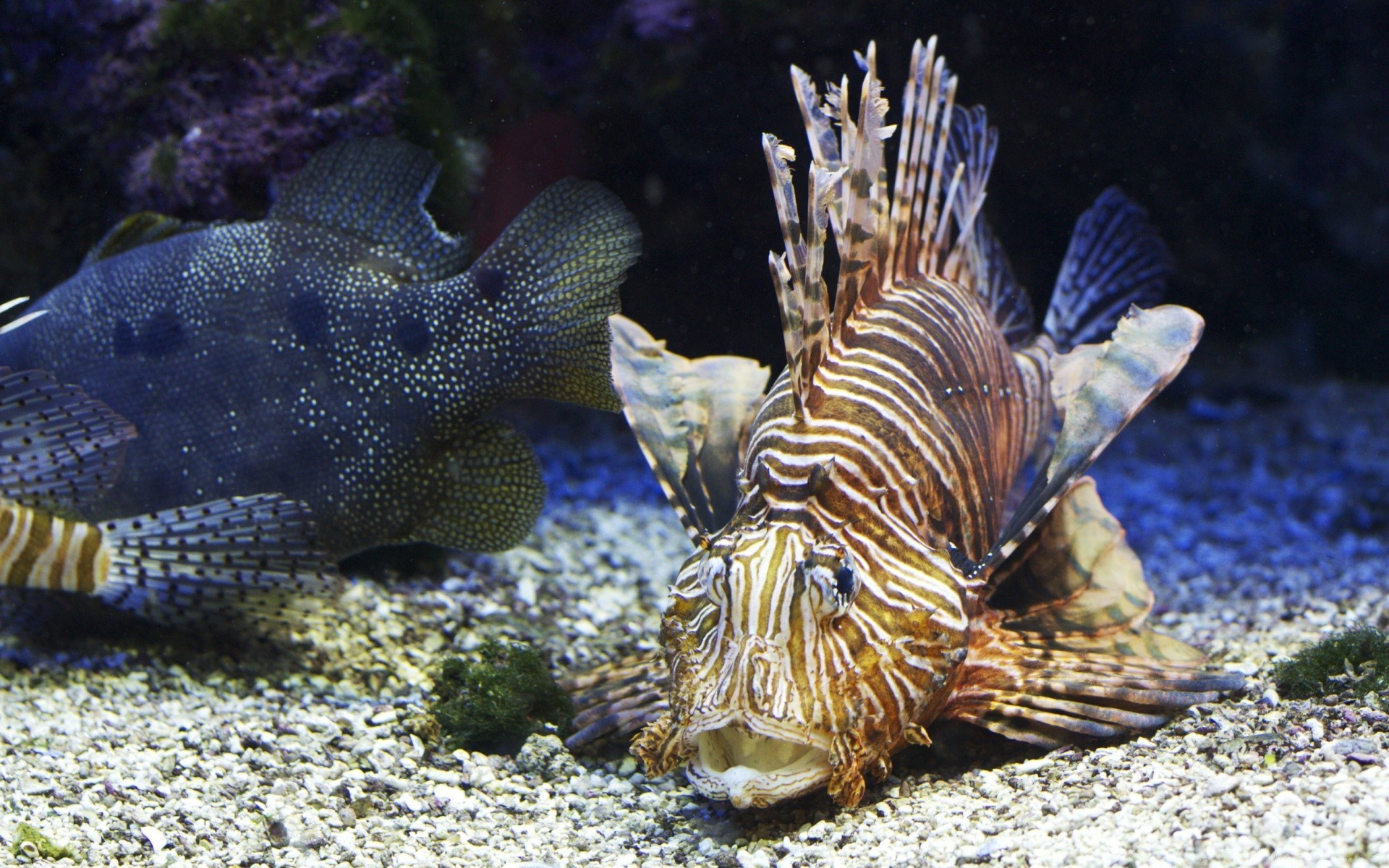 animais marinhos debaixo d água peixes coral oceano mar recife aquário tropical fuzileiro naval água água natação água salgada submarino vida selvagem mergulho natureza animal invertebrado