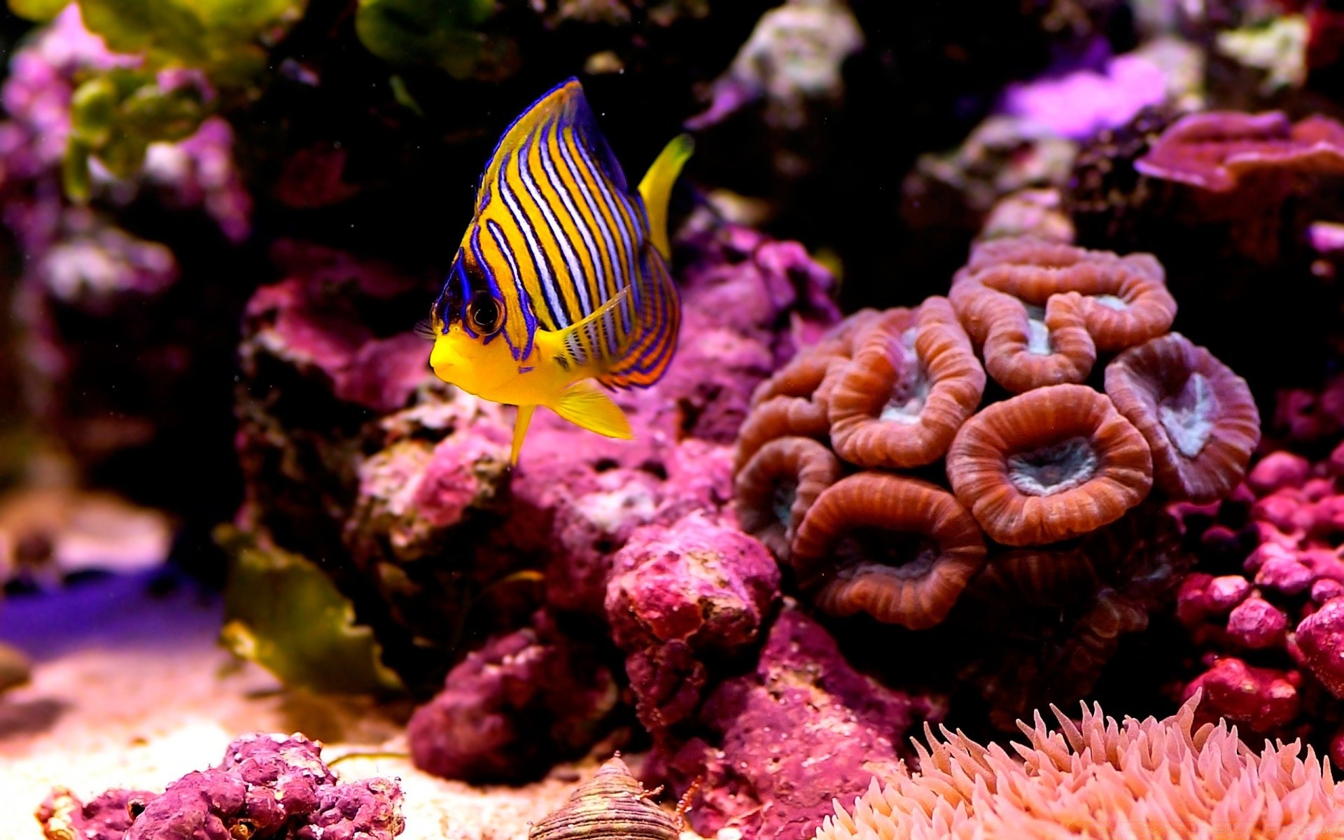 amphibians underwater invertebrate coral fish reef nature tropical aquarium ocean exotic color diving anemone aquatic sea saltwater wildlife marine