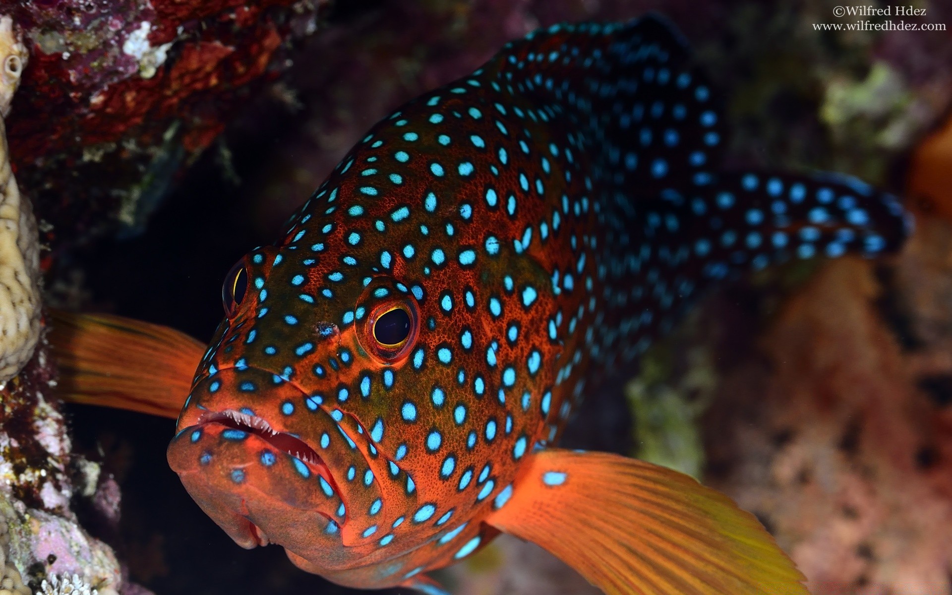 animales marinos bajo el agua peces acuario vida silvestre tropical coral arrecife exótico natación naturaleza océano mar submarino agua profundo acuático invertebrados buceo animal