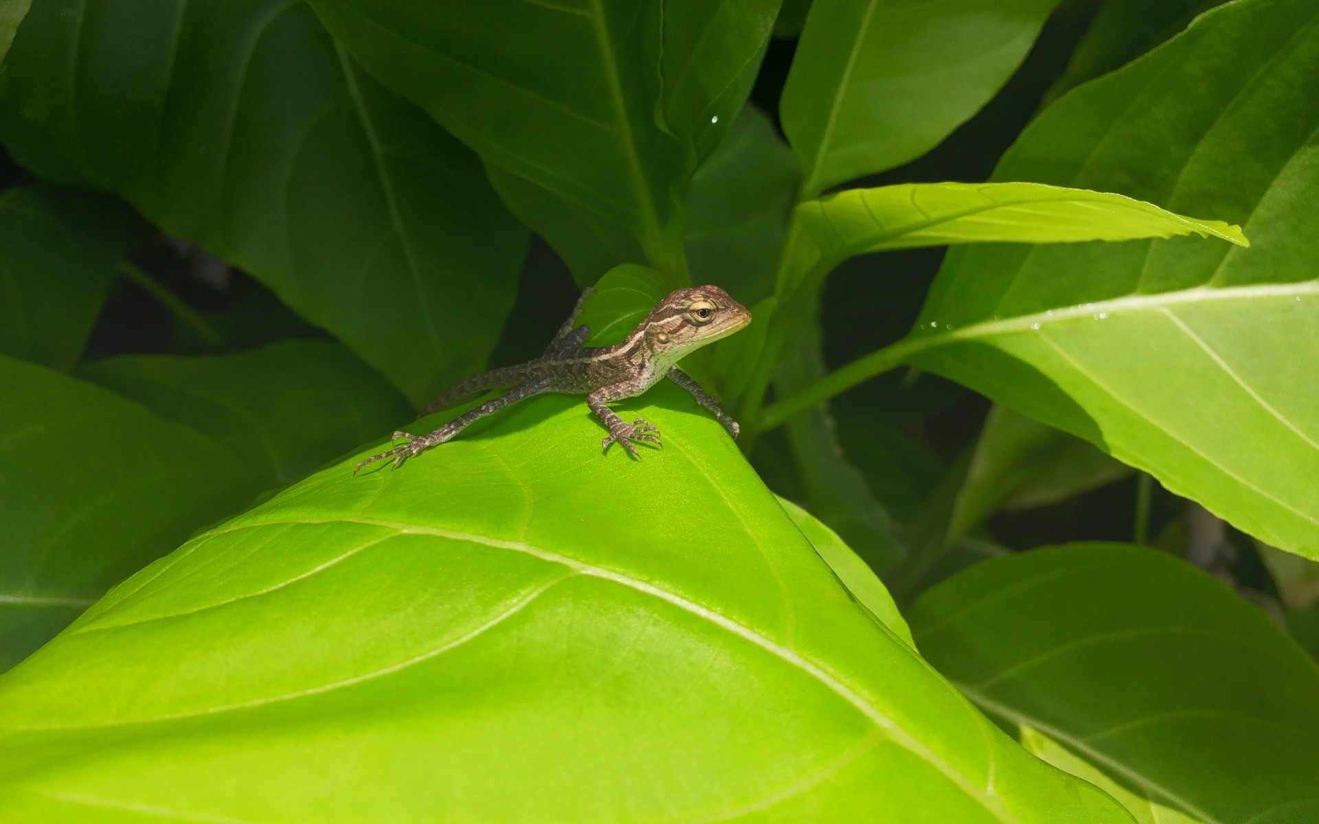 reptiles y ranas hoja naturaleza árbol medio ambiente vida silvestre tropical al aire libre primer plano animal selva poco selva flora solo gazoo color ecología lagarto cerca