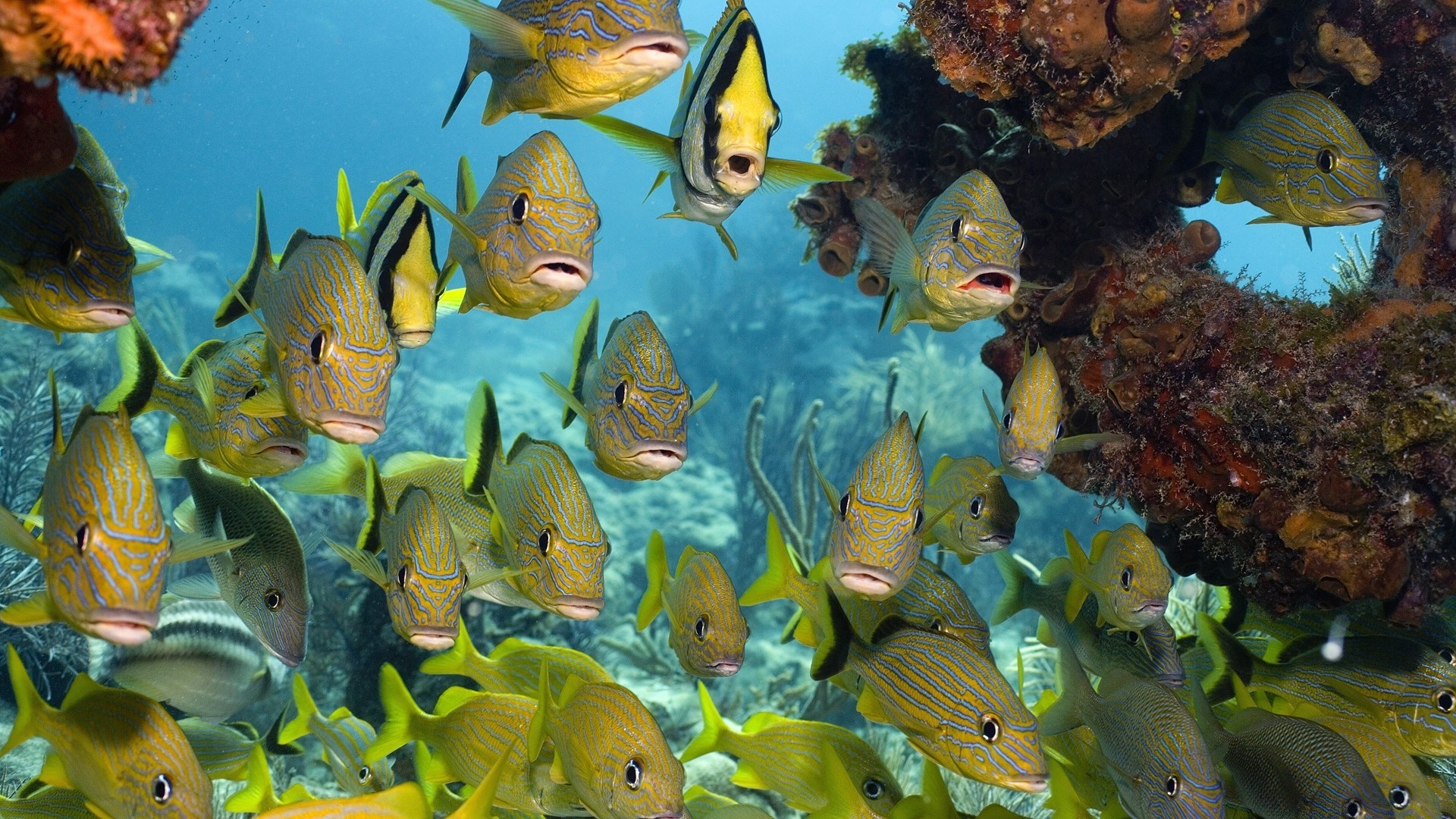 animaux marins poissons sous-marin corail aquarium récif marine océan eau mer profonde natation aquatique tropical plongée eau salée poisson rouge scooby école animal nature