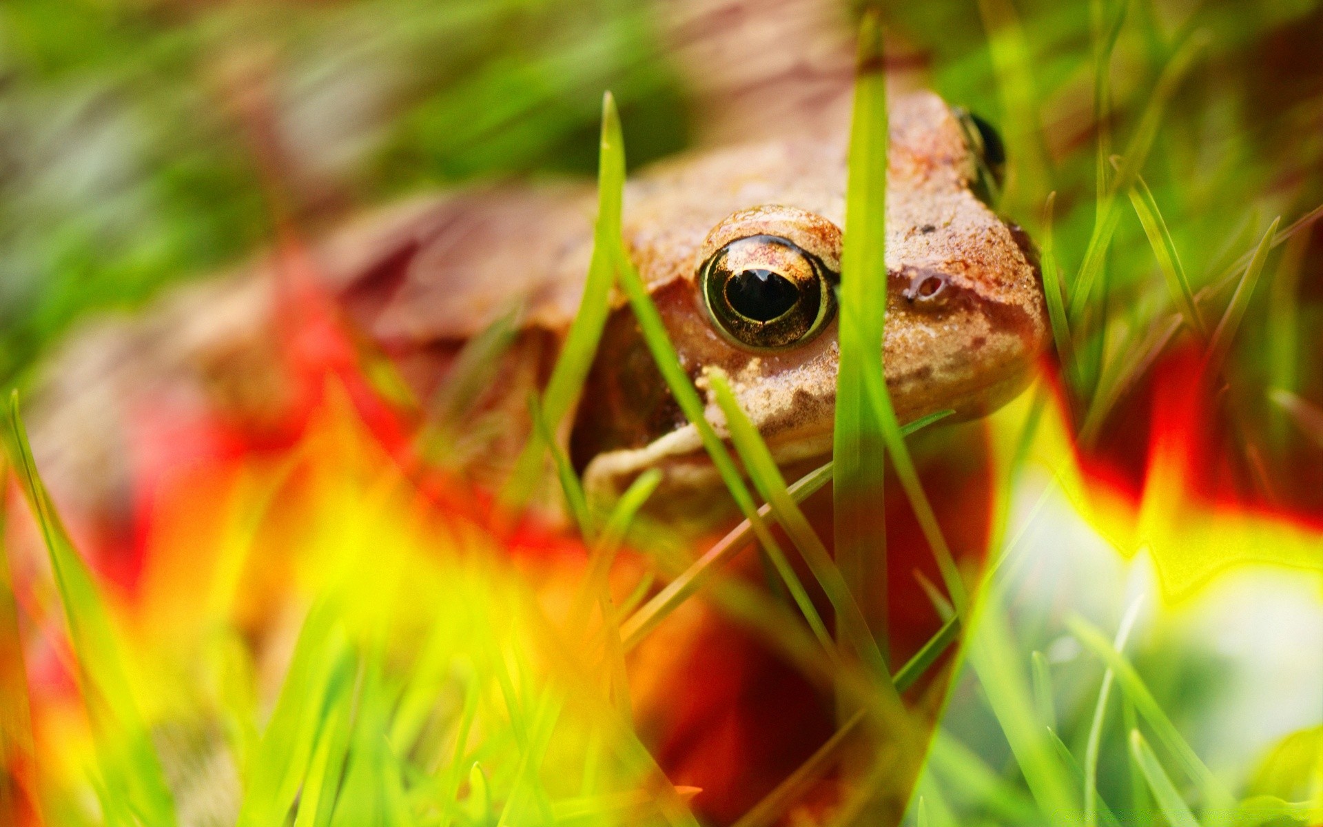 reptiles y ranas naturaleza hierba verano al aire libre primer plano color brillante hoja temporada escritorio