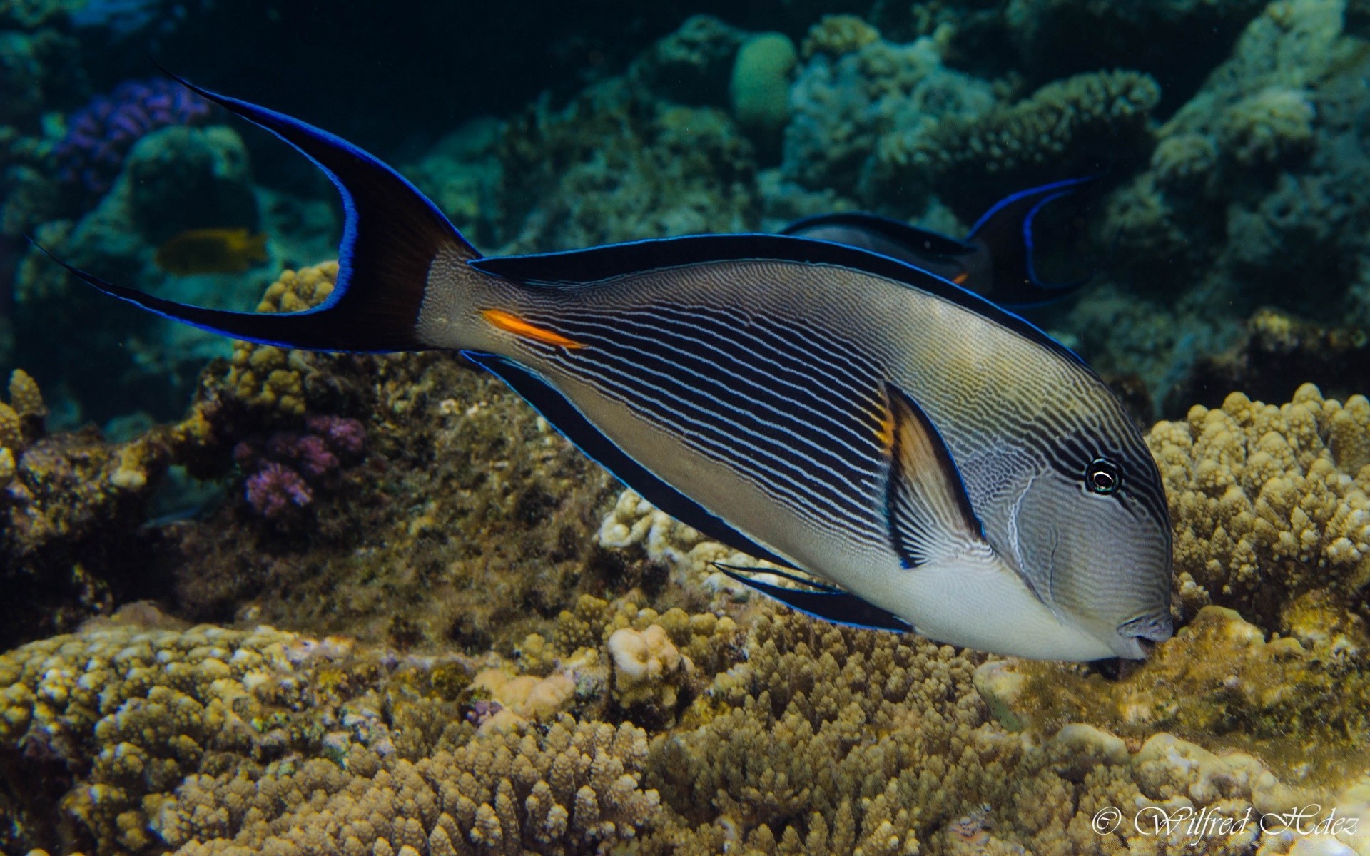 animali marini sott acqua pesce oceano mare corallo barriera corallina acqua fauna selvatica invertebrati immersioni nuoto tropicale marino natura snorkeling