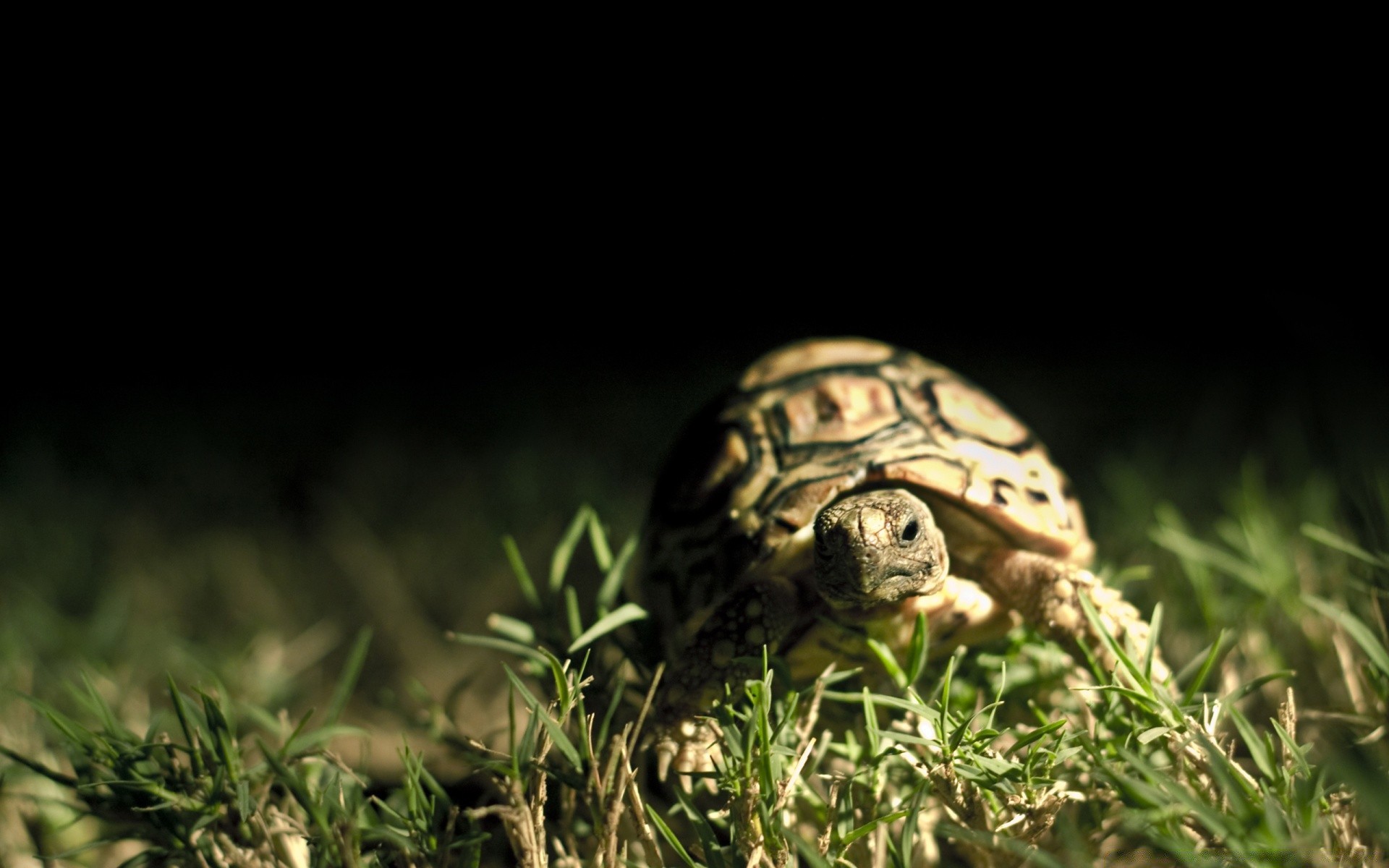 reptiles et grenouilles gazebo tortue tortue lent la nature la faune coquille animal unique herbe