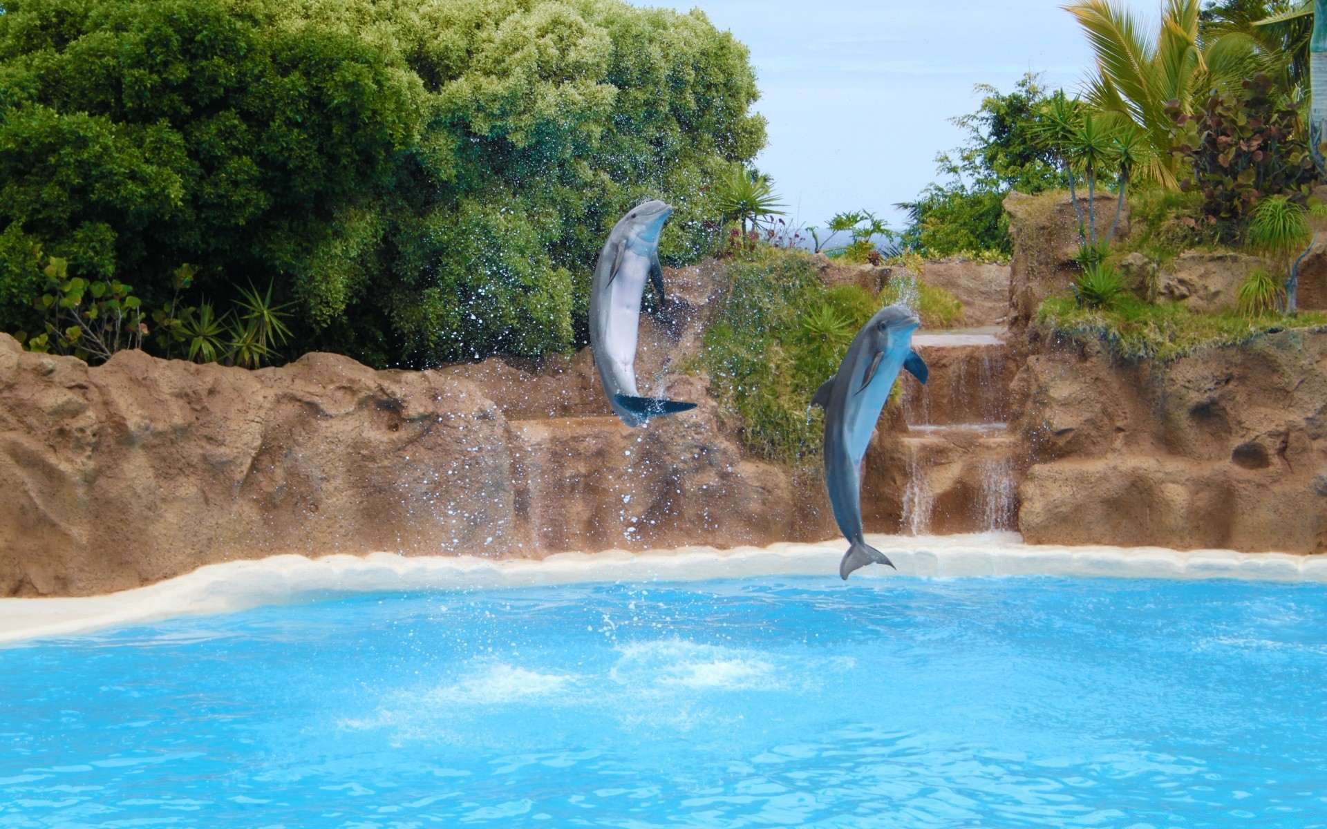 animales marinos agua tropical natación turquesa verano viajes relajación vacaciones vacaciones piscina idilio exótico playa océano resort isla naturaleza mar sol