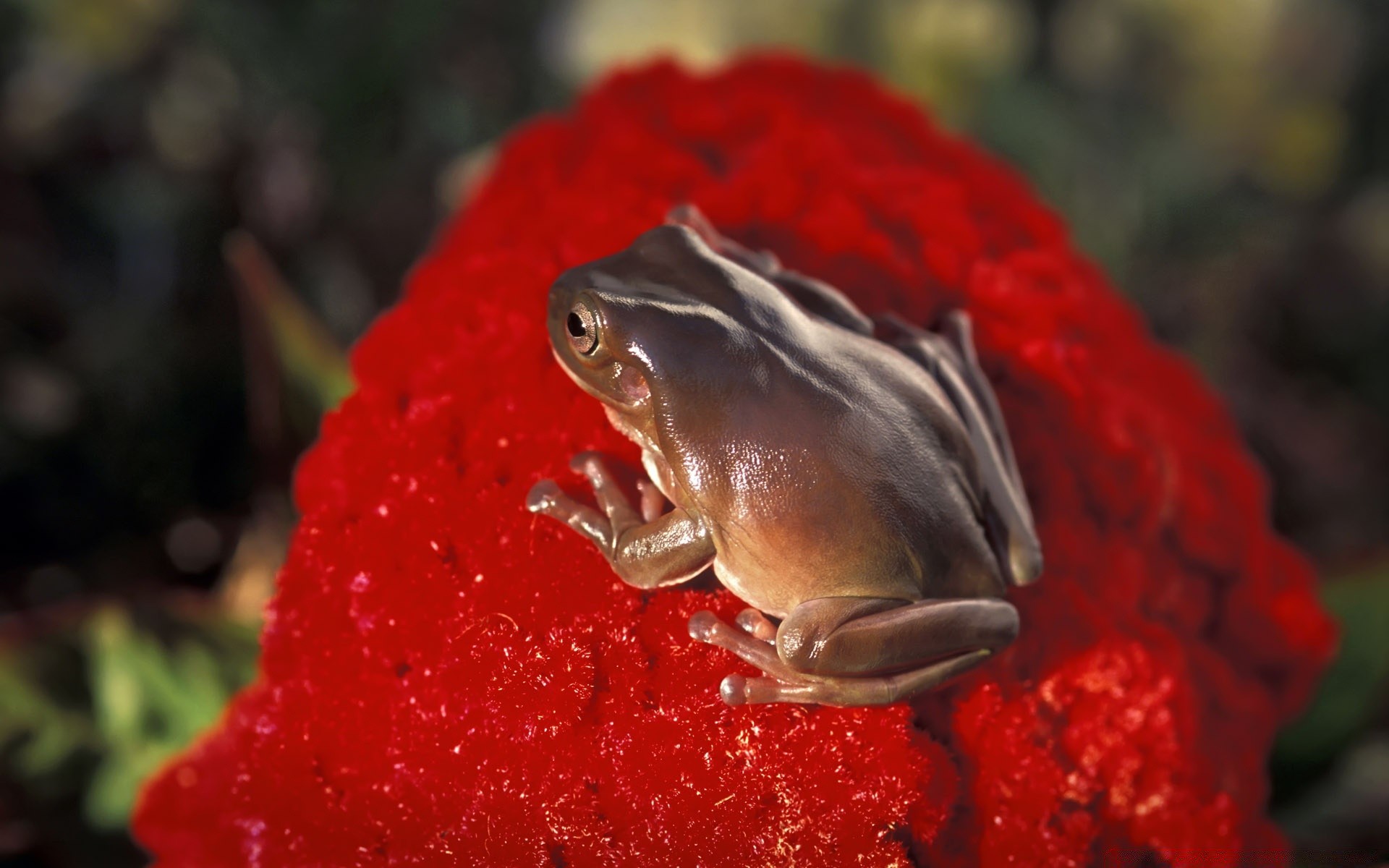 reptiles et grenouilles à l extérieur grenouille invertébrés nature unique lumière du jour la faune