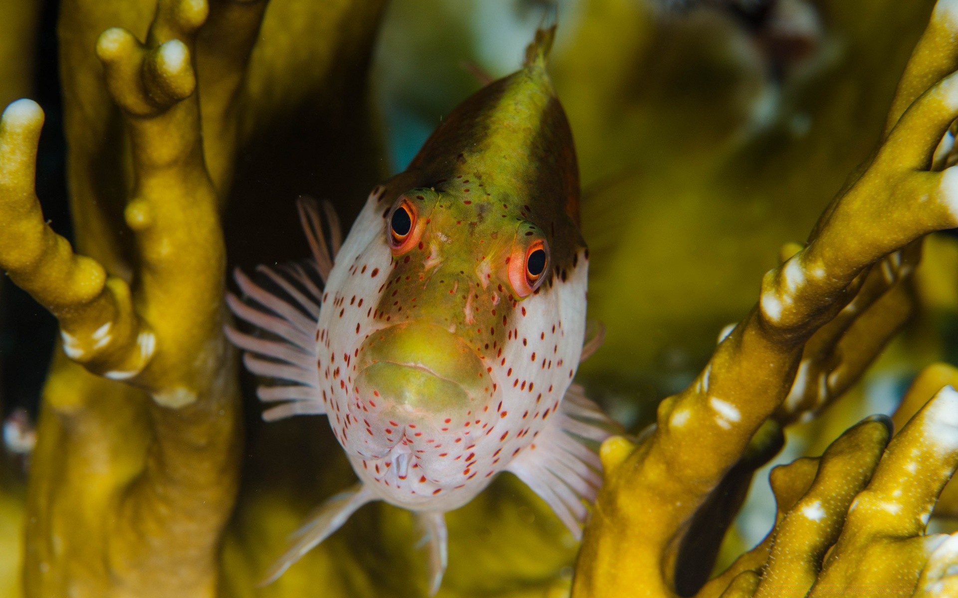 морские животные рыбы подводный природа море тропический океан цвет воды
