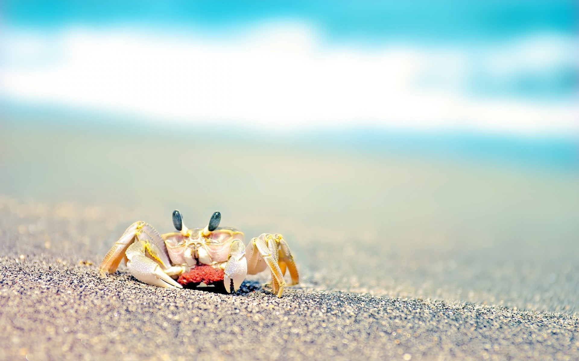 zwierzęta morskie plaża piasek morze morze ocean lato natura podróże wakacje woda niebo dobra pogoda na zewnątrz muszle słońce tropikalny brzeg muszla pustynia