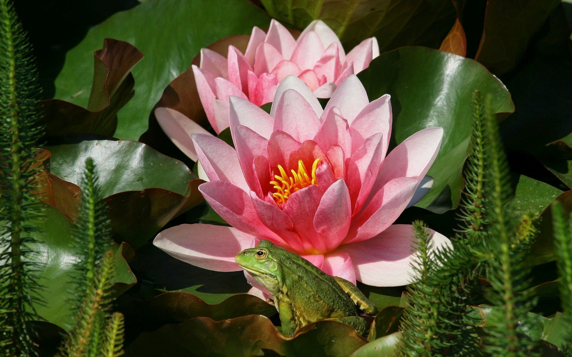 gady i żaby kwiat liść natura tropikalny flora ogród lotos egzotyczne bluming piękne płatek lily