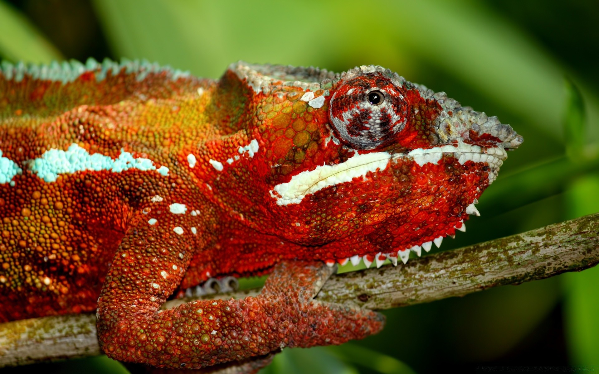 reptilien und frösche gazoo tierwelt eidechse natur tier im freien baum wirbellose schlange