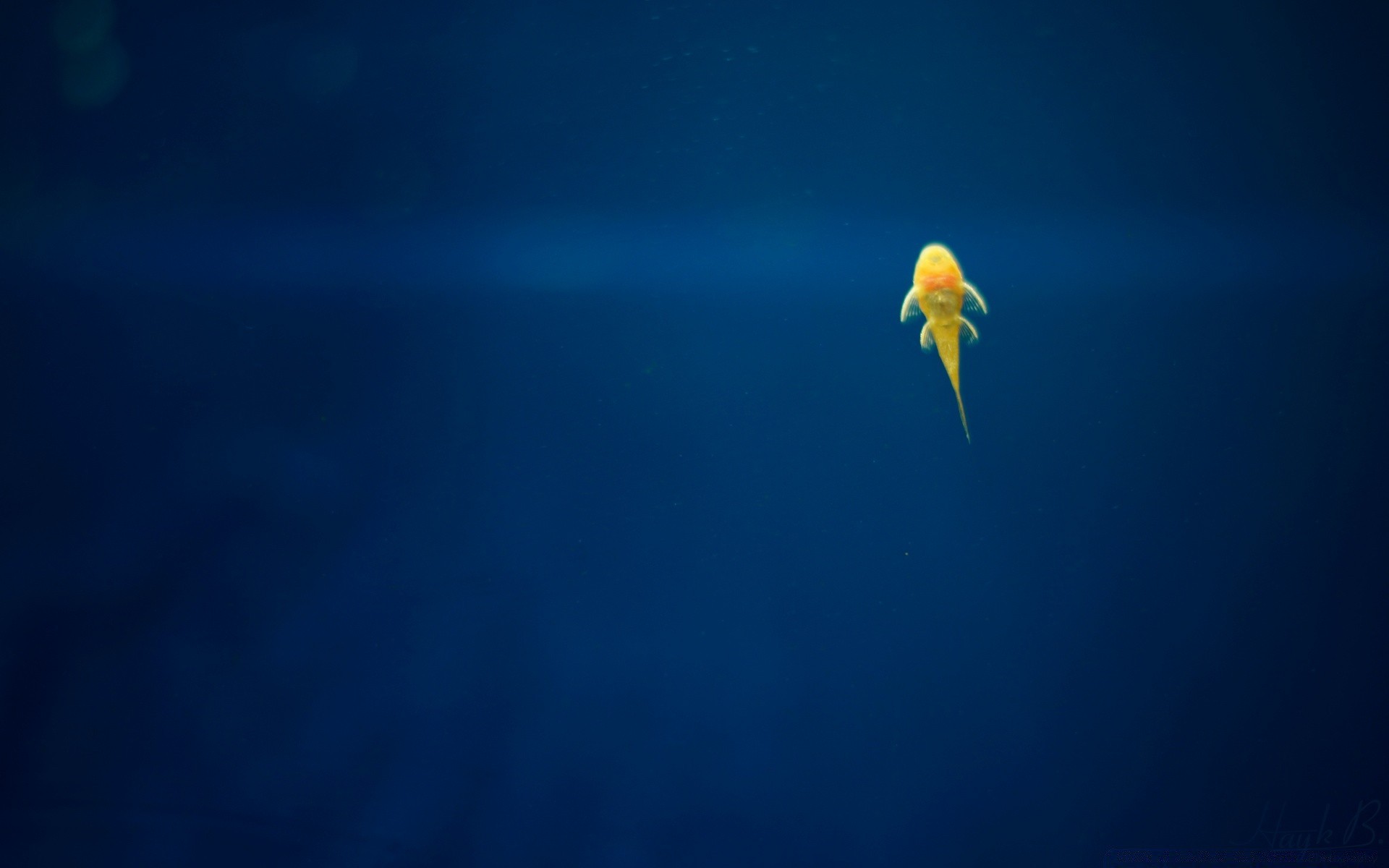морские животные небо луна природа на открытом воздухе воды размытость подводный птица дикой природы солнце