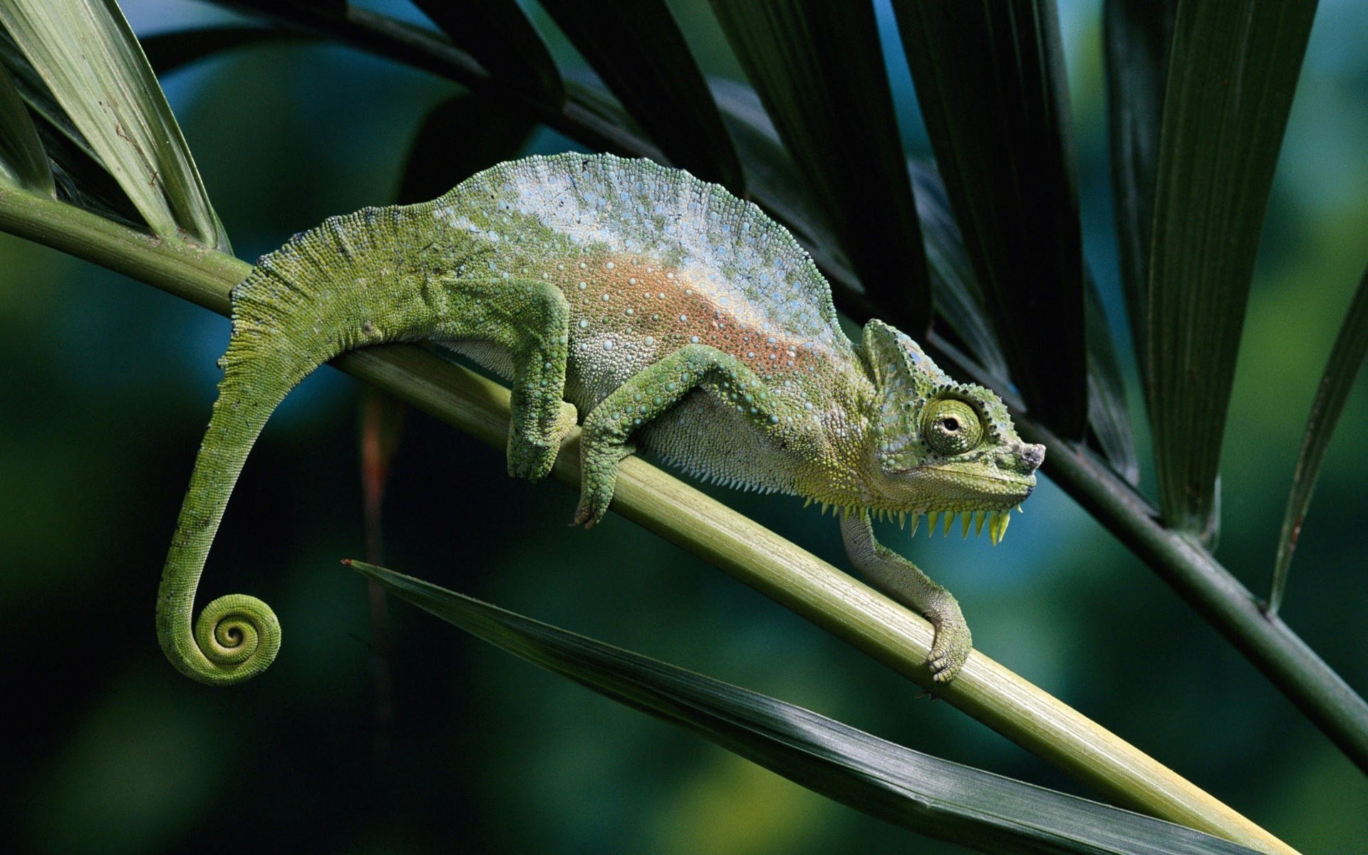 répteis e rãs lagarto lagarto vida selvagem camaleão dragão animal natureza sozinho ao ar livre folha tropical árvore animal de estimação floresta tropical exótico jardim zoológico