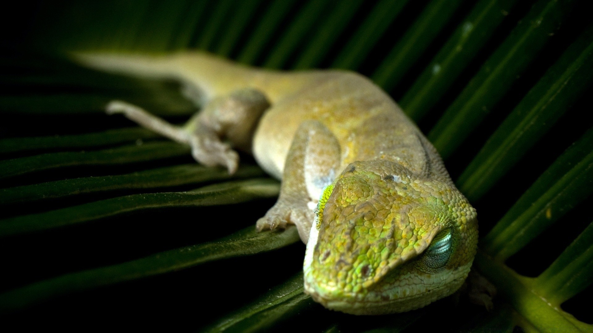 sürüngenler ve kurbağalar gazoo tropikal egzotik doğa kertenkele yaban hayatı ağaç hayvan yağmur ormanı biyoloji gecko deri evde beslenen hayvan masaüstü renk flora zooloji yakın çekim avuç içi