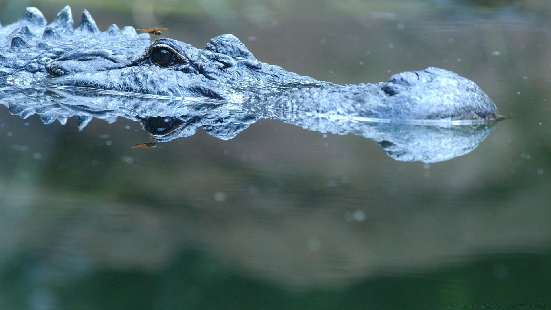 reptiles y ranas naturaleza agua natación vida silvestre al aire libre río salvaje gazoo frío lago