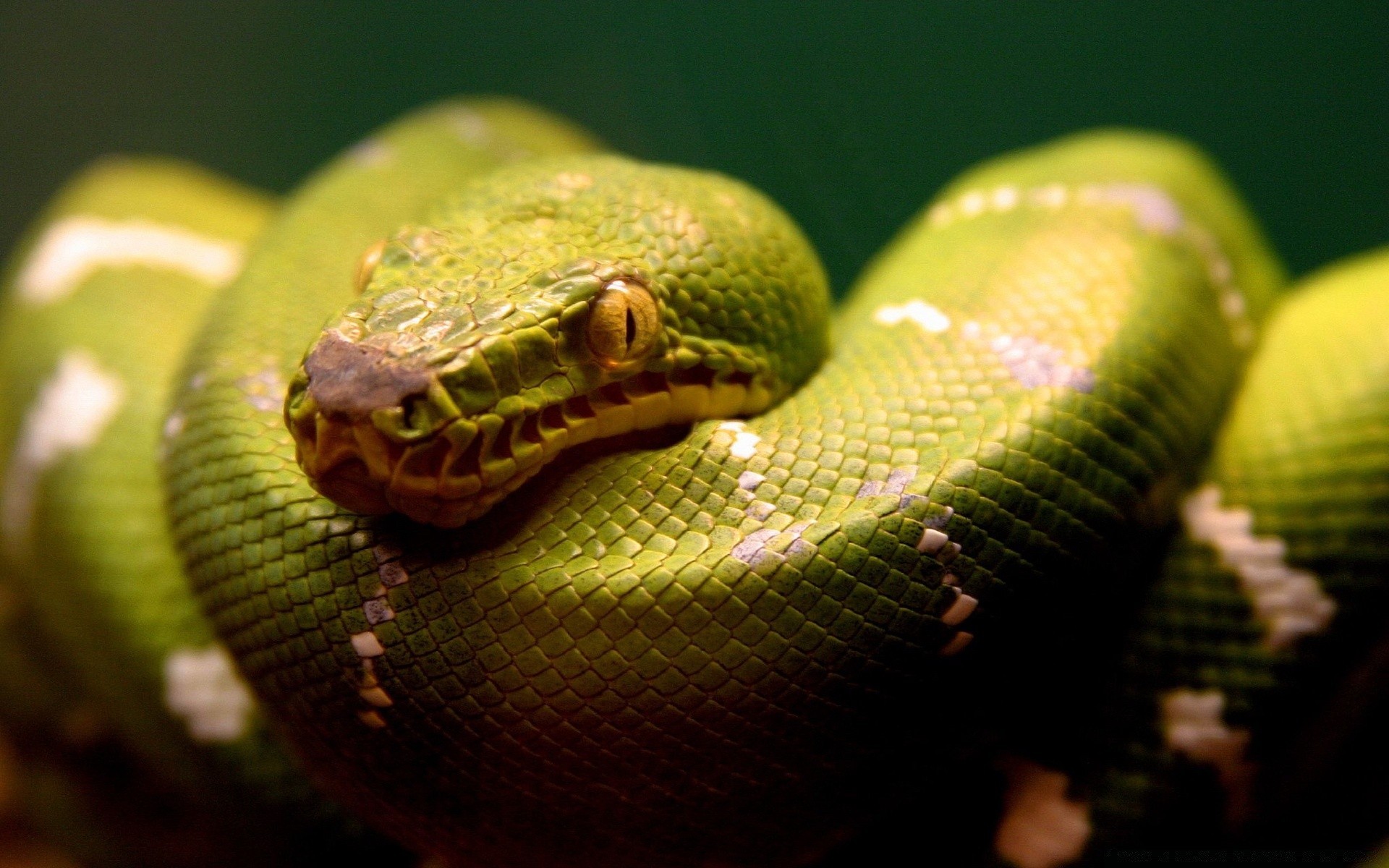 répteis e rãs cobra réptil boa python viper vida selvagem veneno venom exótico animal perigo herpetologia zoologia deslizar animal de estimação mortal predador escala natureza