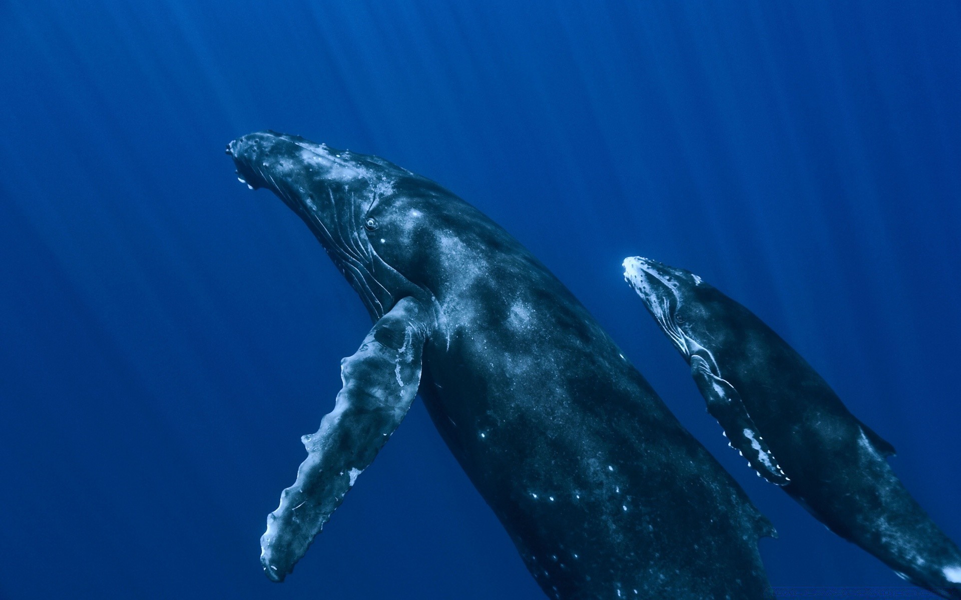 meerestiere gebläse unterwasser wal schwimmen wasser meer delphin ozean fische tierwelt wasser natur fin marine tauchen säugetier seitenansicht im freien