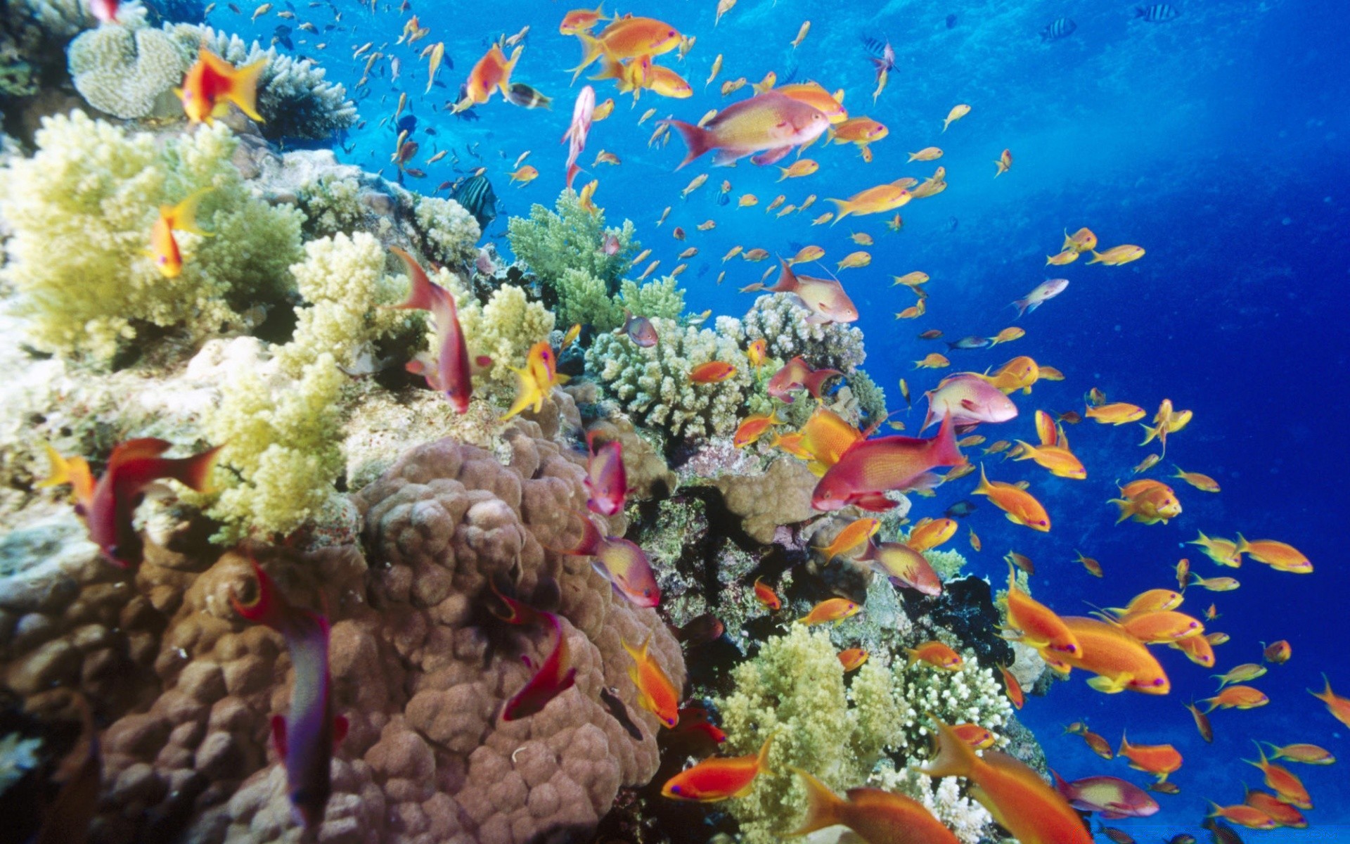 animales marinos bajo el agua peces coral arrecife océano mar tropical buceo marina acuario buceo agua acuático naturaleza snorkeling submarino agua salada ecosistemas natación exóticos