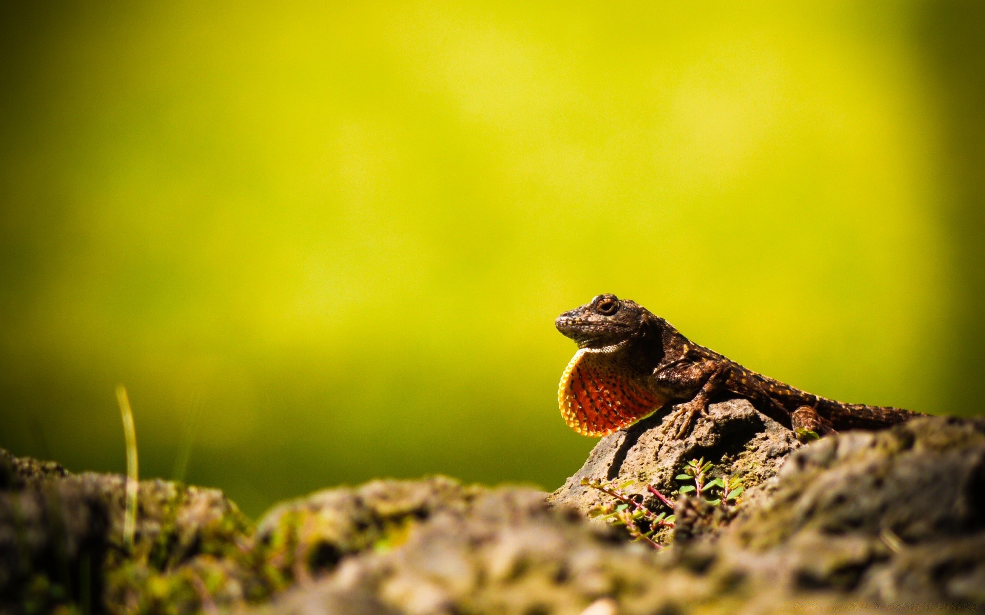 reptiles and frogs wildlife nature lizard animal outdoors reptile leaf wild little blur grass close-up wood insect side view tree color environment flora