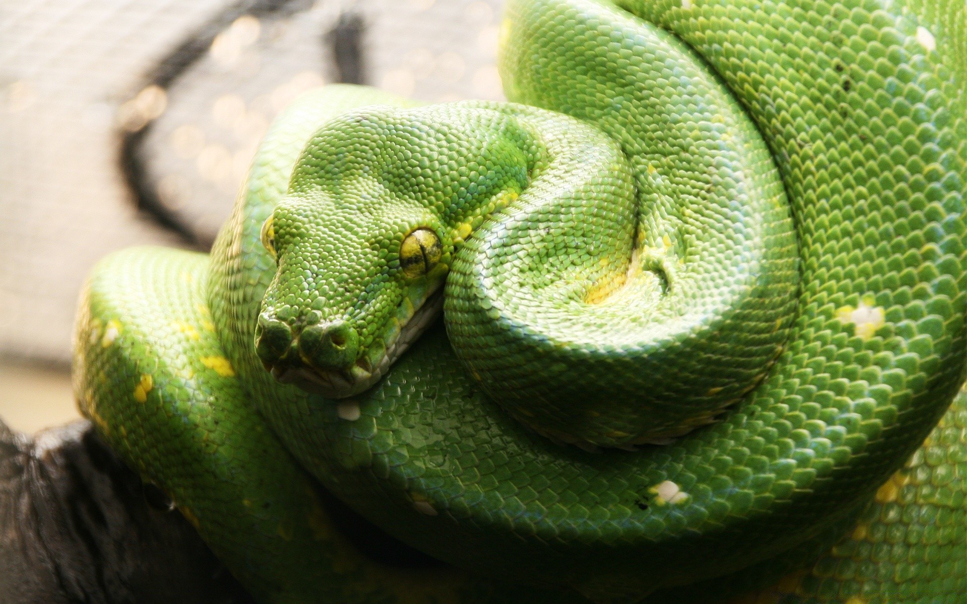 reptiles y ranas serpiente gazoo pitón boa viper vida silvestre exótico veneno veneno animal herpetología deslizamiento naturaleza mascota escala zoología mortal depredador peligro serpiente de cascabel