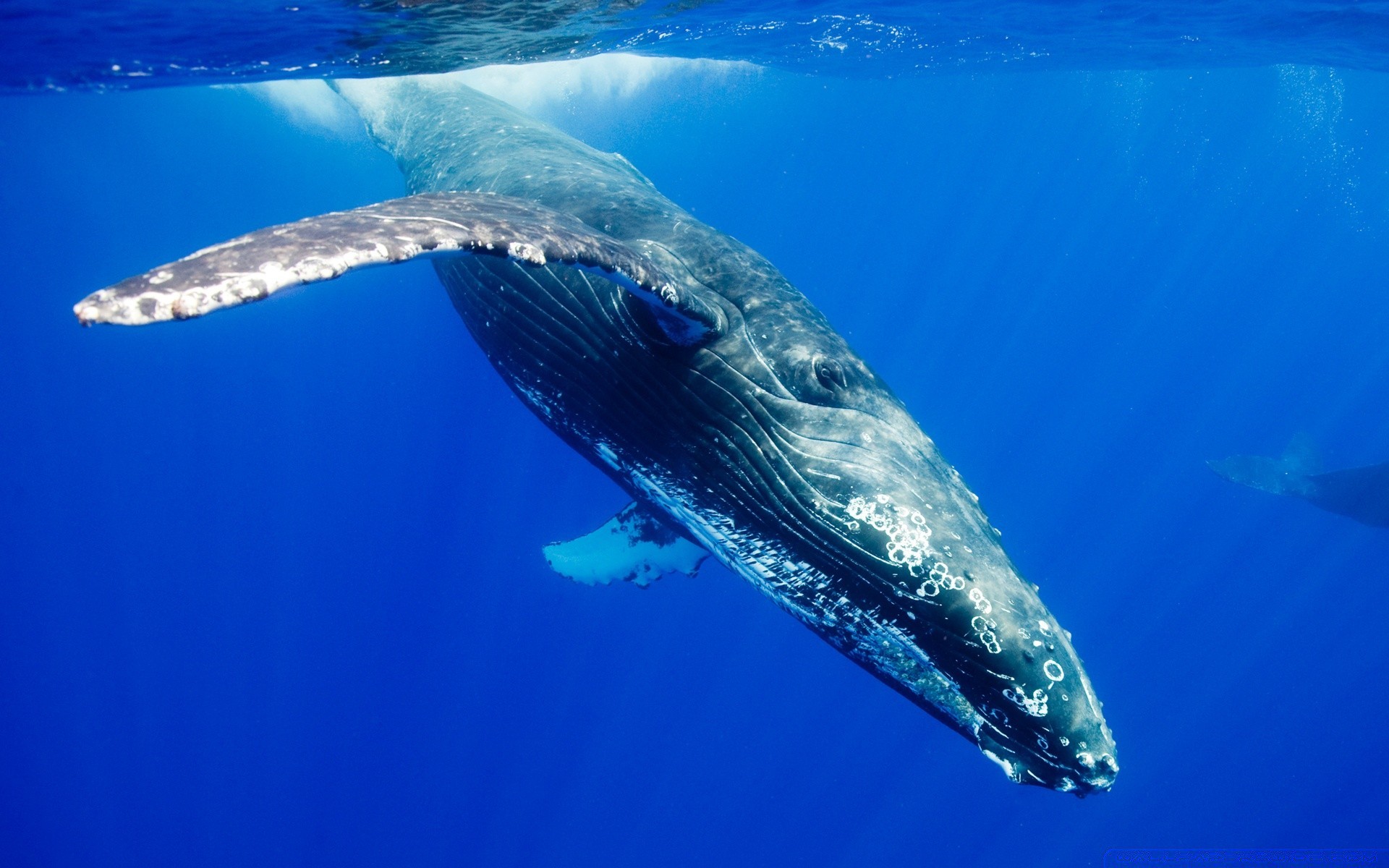 animais marinhos debaixo d água natação água sopradores mar peixes oceano baleia natureza viagens